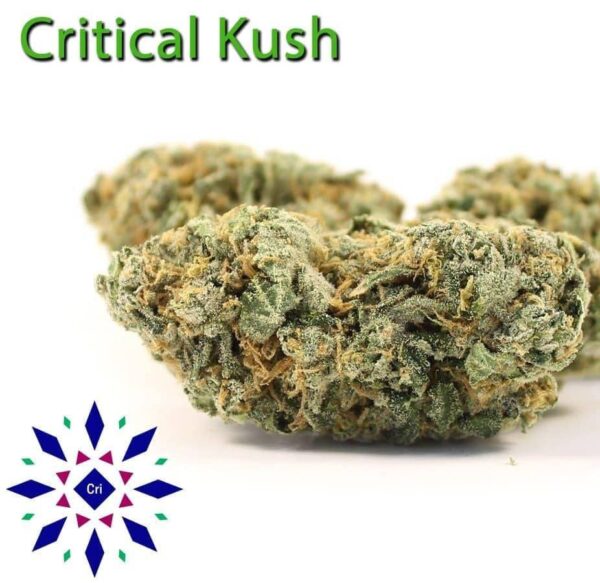Critical Kush